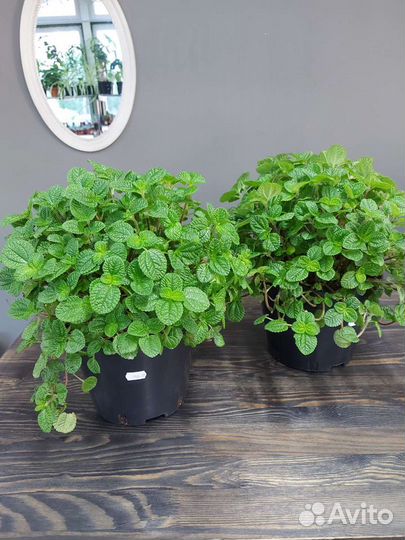 Пилея монетолистная подвесная