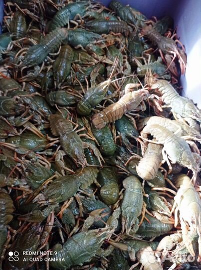 Раки живые алтайские наисвежайшие 1200