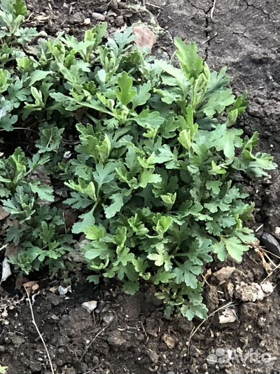 Хризантема садовая