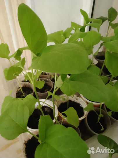 Рассада помидор,баклажан,перцев