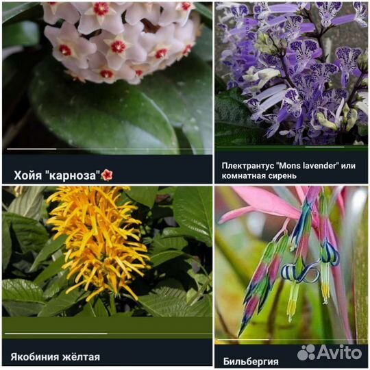 Декоративно-цветущие растения/ комнатные цветы