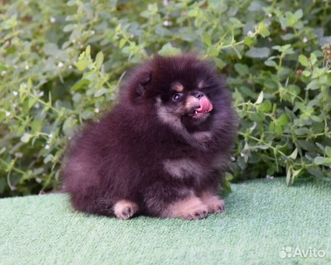 Щенки померанского шпица