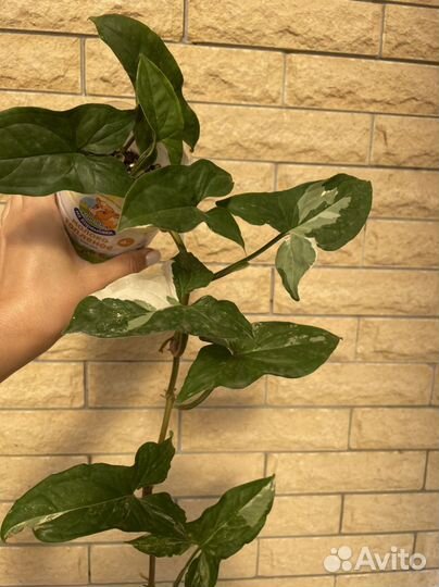 Сингониум imperial вайт