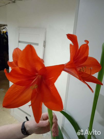 Гиппиаструм