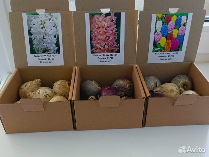 Набор луковиц гиацинта