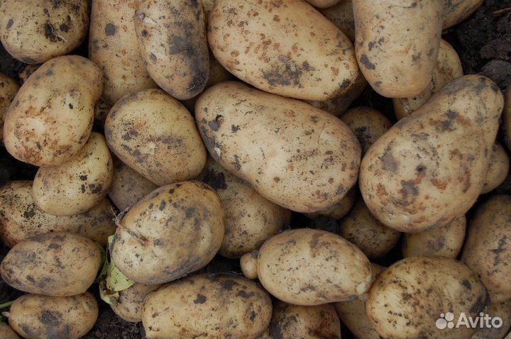 Фермерские продукты