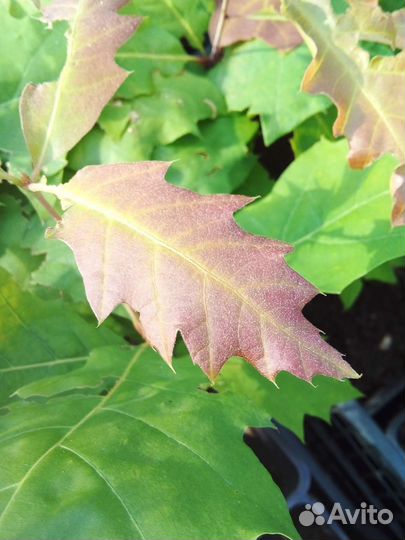 Дуб красный