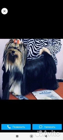 Йоркширский терьер