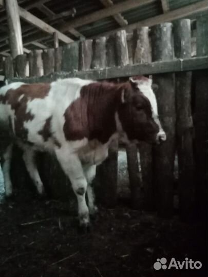 Телочка 8 месяцев