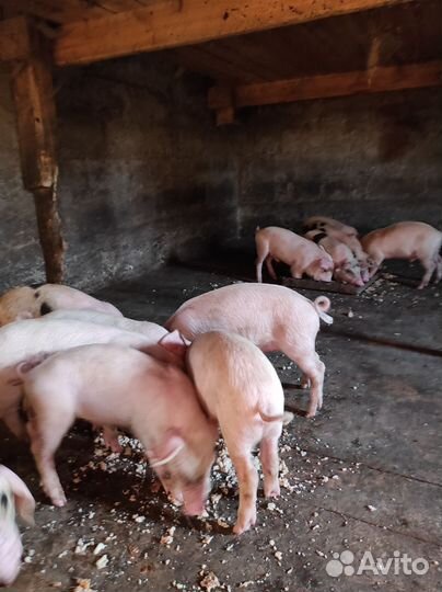 Поросята