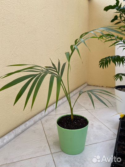 Пальма Арека