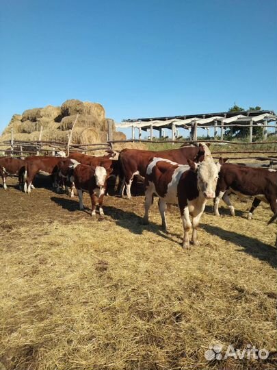 Бычки и телки