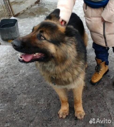 Немецкая овчарка в дар