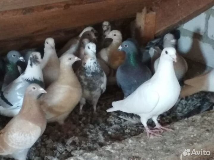 Вольные голуби