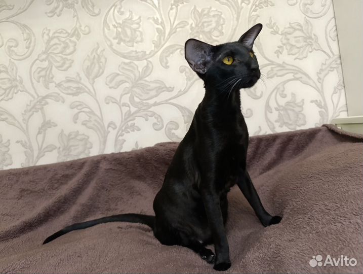Ориентальная кошка