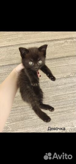 Кошка в дар бесплатно