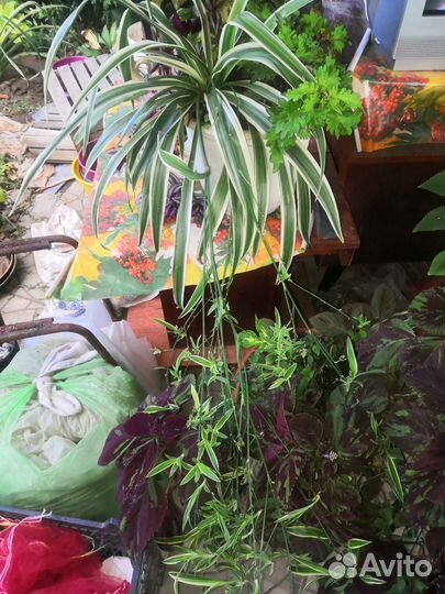 Хлорофитумы оранж