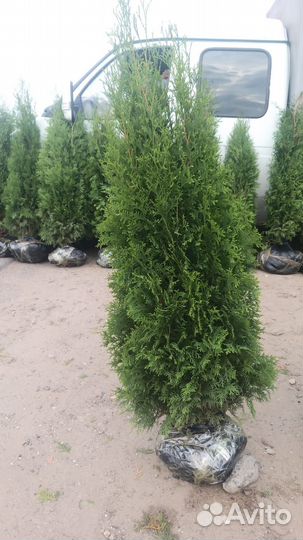Саженцы туи смарагд