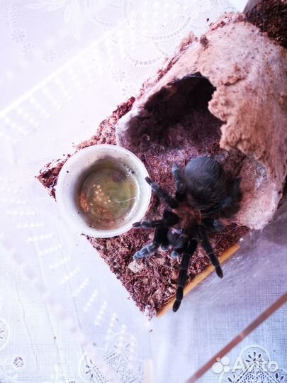 Пауки птицееды