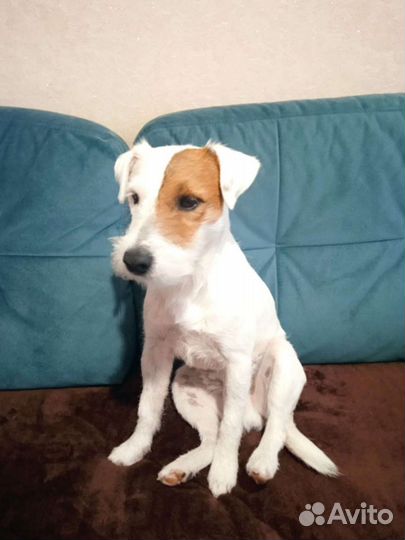 Случка собак Парсон Рассел Терьер