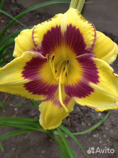 Лилейники сортовые