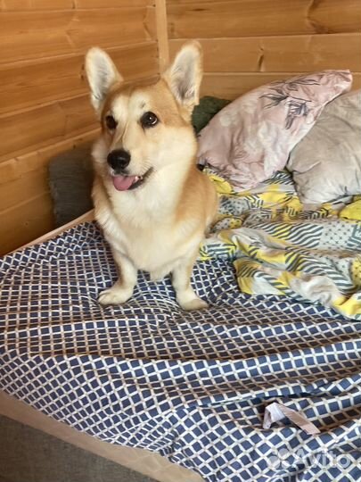 Передержка животных