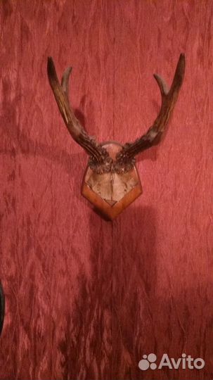 Оленьи рога
