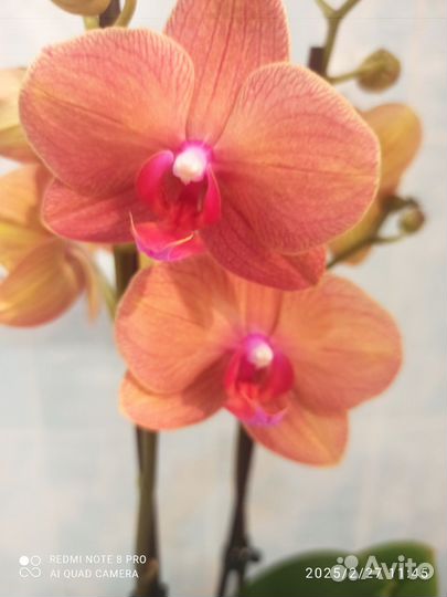 Орхидея фаленопсис Сурф Сонг 2 цветоноса