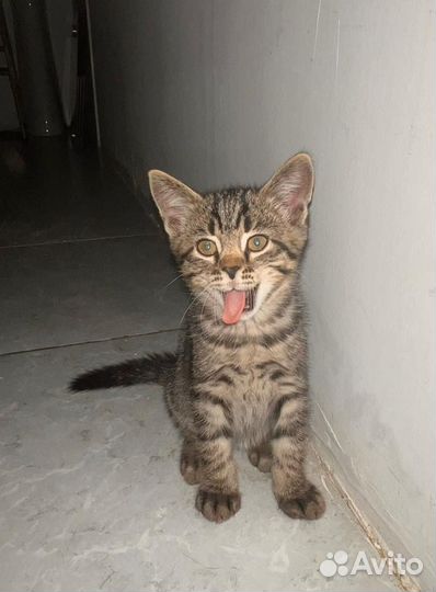Прекрасные котята в дар