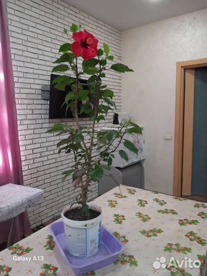 Гибискус китайская роза