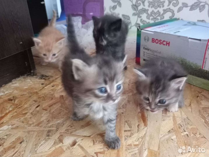 Кошка 1 р