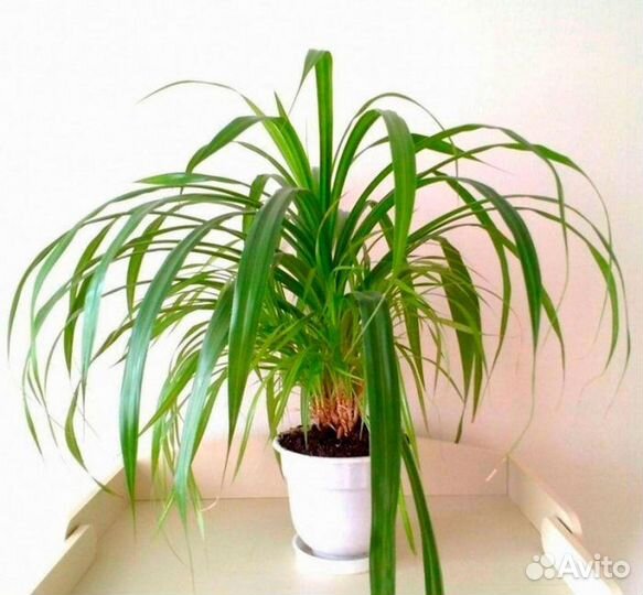 Пальма винтовая Панданус