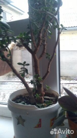 Продаю растения