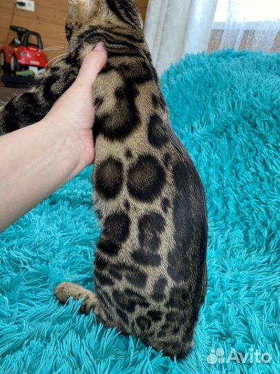 Бенгальские котята