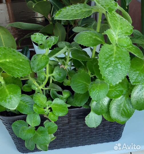 Комнатная мята