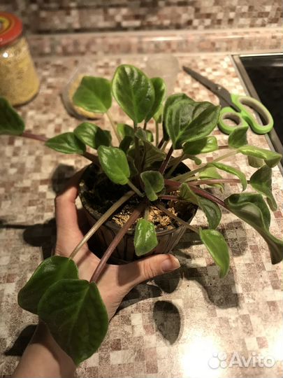 Фиалка (стартер)