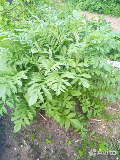 Васильки садовые синие и розовые