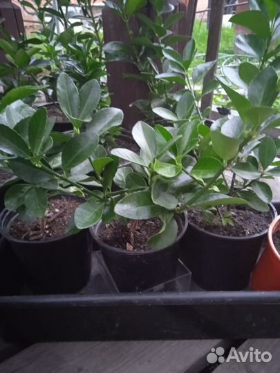 Саженцы самшита