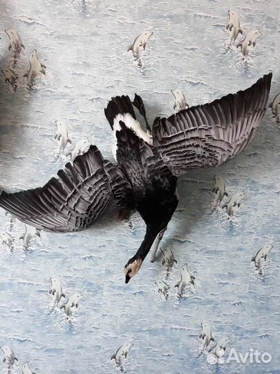 Чучела зверей и птиц