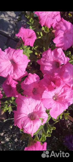 Рассада петунии