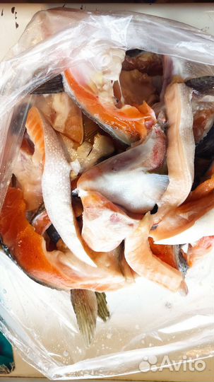 Хребты семги