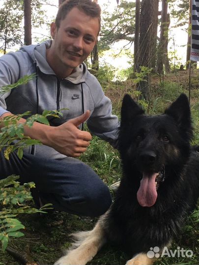 Выгул собак