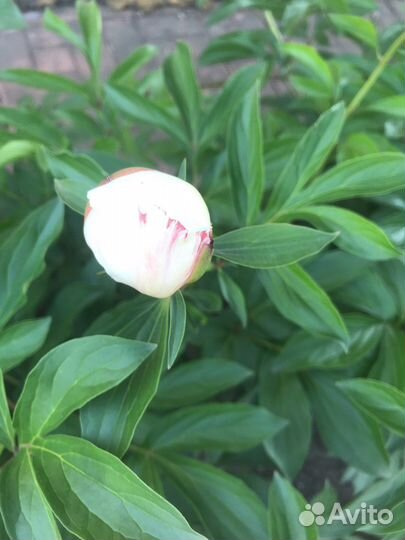 Саженцы пиона бордо и белые