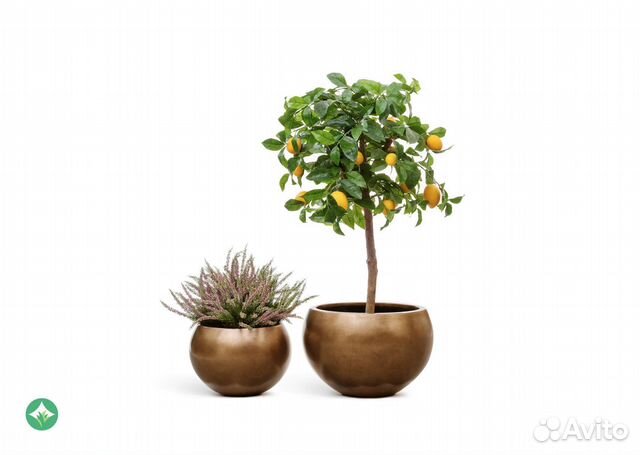 Кашпо Полусфера Золото Матовое