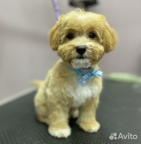 Стрижка собак мелких пород