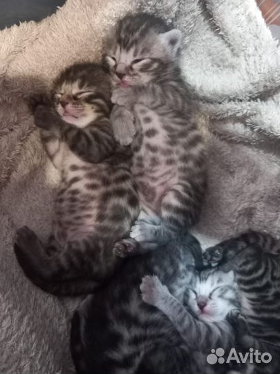 Бенгальские котята