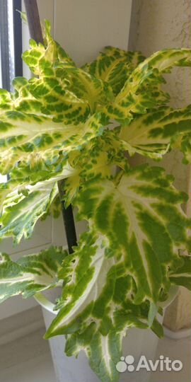 Декабрист, Колеус,Сансевиерия, толстянка