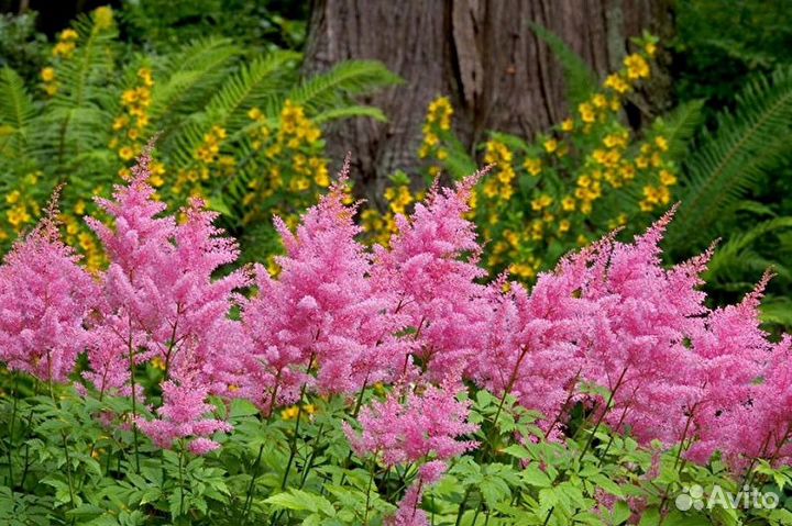 Садовые цветы(многолетние)