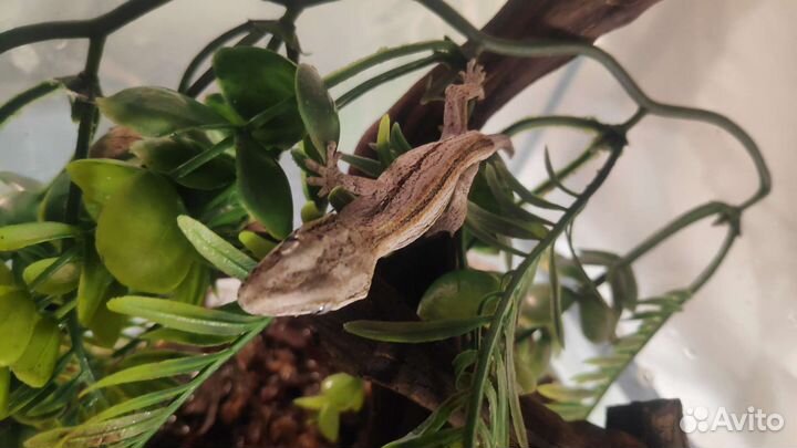 Ушастые бананоеды