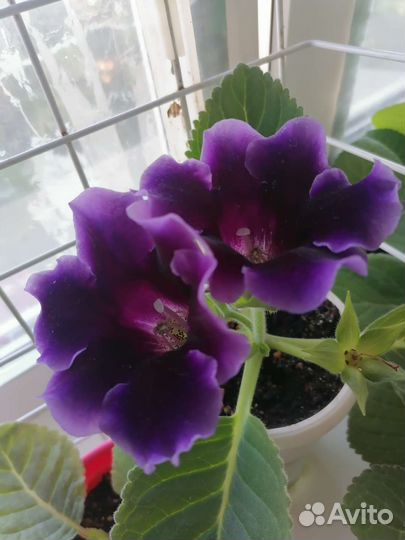 Глоксиния махровая